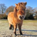 বিশ্বের সবথেকে ছোট ঘোড়া