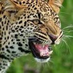 চিতাবাঘের হামলায় আহত ১০ বছরের শিশু কন্যা