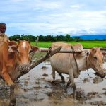 কেমন আছে লাঙ্গল টানা মানুষেরা