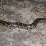 লোকালয় থেকে ৯ ফুট লম্বা অজগর উদ্ধার!