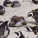 খাদ্য সংকটে ৬০ হাজার পেঙ্গুইনের মৃত্যু