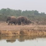 আলু তোলার আগেই হাতির তান্ডব, নষ্ট আলুর জমি,  বিপাকে চাষিরা