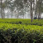 কনকনে ঠাণ্ডায় চা বাগান ও লোকালয়ে হাতির তাণ্ডব!