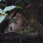 চা বাগানে অসুস্থ চিতাবাঘ উদ্ধার করল বনকর্মীরা