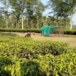 চা বাগানের চিতাবাঘ নিয়ে বনদপ্তরের দুশ্চিন্তা, পুনর্বাসনের জায়গা সংকট ভাবাচ্ছে বনকর্তাদের