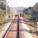 ট্রেন চালকের তৎপরতায় প্রাণে বাঁচলো হাতির দল
