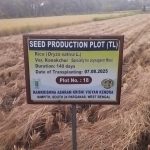 নিমপীঠে কনকচূড় ধানের ব্যাপক চাষ, জয়নগরের মোয়া উৎপাদনে আশার সঞ্চার