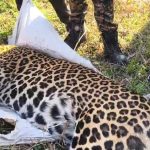 পূর্ণবয়স্ক চিতা বাঘের মৃত্যু