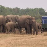 বাড়ি ফিরছে দলমার দামালরা