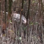 সুন্দরবনের লোকালয়ে ‘দানব’ কুমিরের  আতঙ্ক