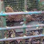 চা বাগানে খাঁচাবন্দি চিতাবাঘ, স্বস্তিতে শ্রমিক ও স্থানীয় বাসিন্দারা