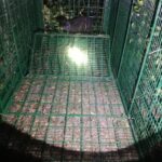 ঝড়খালিতে বাঘের আতঙ্ক, লোকালয় সংলগ্ন জঙ্গলে বসানো হল খাঁচা