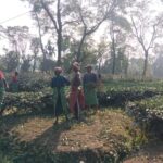 বোনাস বিতর্ক মিটিয়ে ফের চালু দেবপাড়া চা বাগান, স্বস্তিতে ১১৭৪ শ্রমিক পরিবার